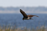 Snail Kite (Snckglada) Rostrhamus sociabilis