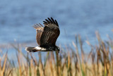 Snail Kite (Snckglada) Rostrhamus sociabilis