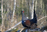 Western Capercaillie (Tjder) Tetrao urogallus