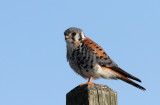 American Kestrel (Sparvfalk) Falco sparverius