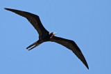 Magnificent Frigatebird (Praktfregattfgel) Fregata magnificens