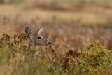 White-tailed Deer (Vitsvanshjort) Odocoileus virginianus