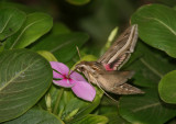 Silver-striped Hawk-Moth (Hippotion celerio)