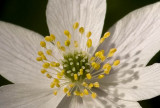 Wood Anemone (Vitsippa) Anemone nemorosa