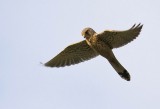 Kestrel (Tornfalk) Falco tinnunculus