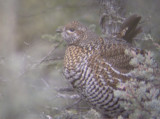 spruce Grouse 3 - Forest Co. 11/16/07