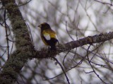 Evening Grosbeak 1 - Alvin, WI 11/16/07