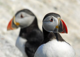 Puffins!!