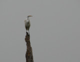 Dry Times on Bombay Hook