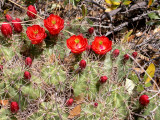 Claret-cup Cactus