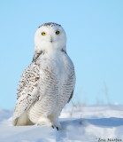 Harfang des Neiges / Snowy Owl