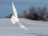 Harfang des Neiges / Snowy Owl