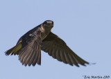 Hirondelle noire / Purple Martin