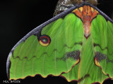 Papillon Vert Details