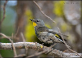 Yellow-rumped Warbler