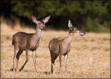 Mule Deers at Rancho San Antonio