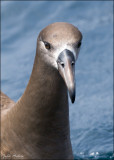 Black-footed Albatross