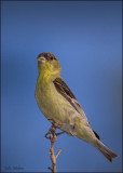 Lesser Goldfinch