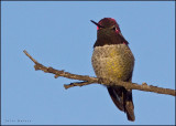 Annas Hummingbird