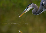 Great Blue Heron 2