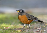 American Robin