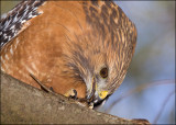 Red-shouldered Hawk 3