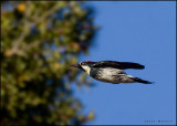 Acorn Woodpecker in flight