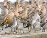 Willets, Dowitchers and Godwits! Oh, my!