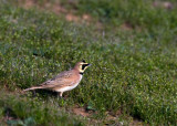 Horned Lark