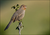 California Towhee