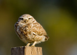 Burrowing Owl