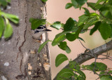 Hairy Woodpecker nest