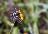 Anicia Checkerspots Butterfly