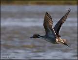 Northern Pintail