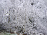 Frosty trees 2.jpg