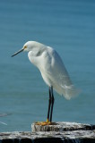 Snowy Egret standing on a piling on Naples Beach Florida