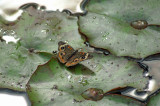 Buckeye butterfly botanical garden a.jpg