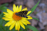 Butterfly n flower a.jpg