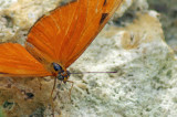 Jilia Heliconian Butterfly Naples a.jpg