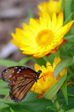 Monarch on flower a.jpg
