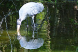 Everglades  wood stork reflection