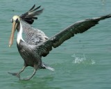 A brown pelican comes skidding in for a landing