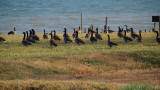 Canada Geese