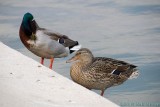 Ducks at the Capitol Reflecting Pool