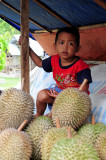 Sulawesi