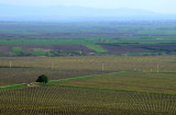 Vineyard 2009