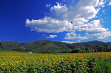 Clouds and fields