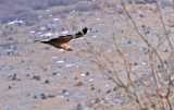 Grifon vulture (Gyps Fulvus) - Uvac, Serbia