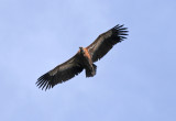 Grifon vulture (Gyps Fulvus) - Uvac, Serbia