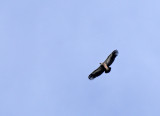 Grifon vulture (Gyps Fulvus) - Uvac, Serbia